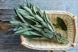 Come usare la salvia in cucina, ma non solo