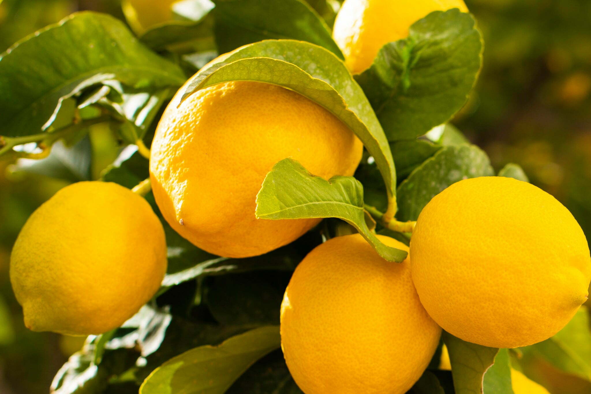 Come utilizzare le foglie di limone