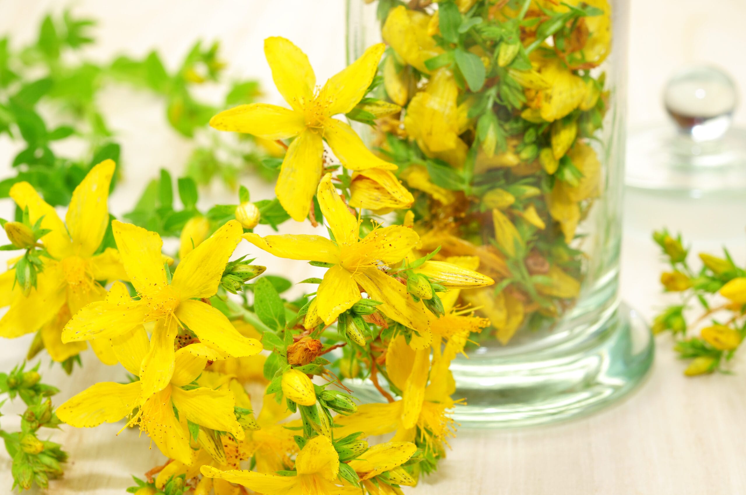 Oleolito di iperico, o erba di San Giovanni: la ricetta della mia nonna