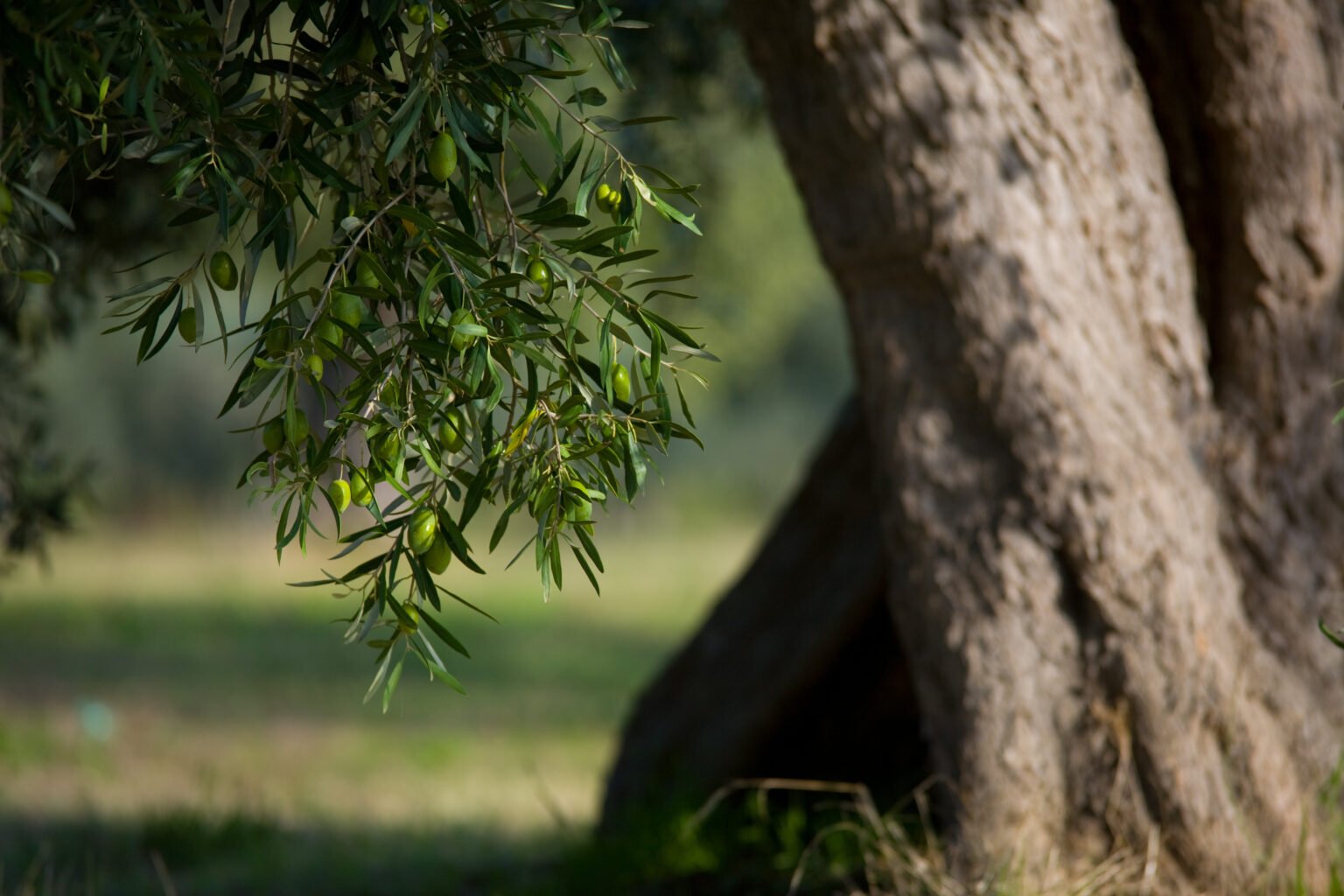 Foglie di olivo: proprietà e uso