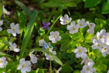 Acetosella: proprietà, benefici