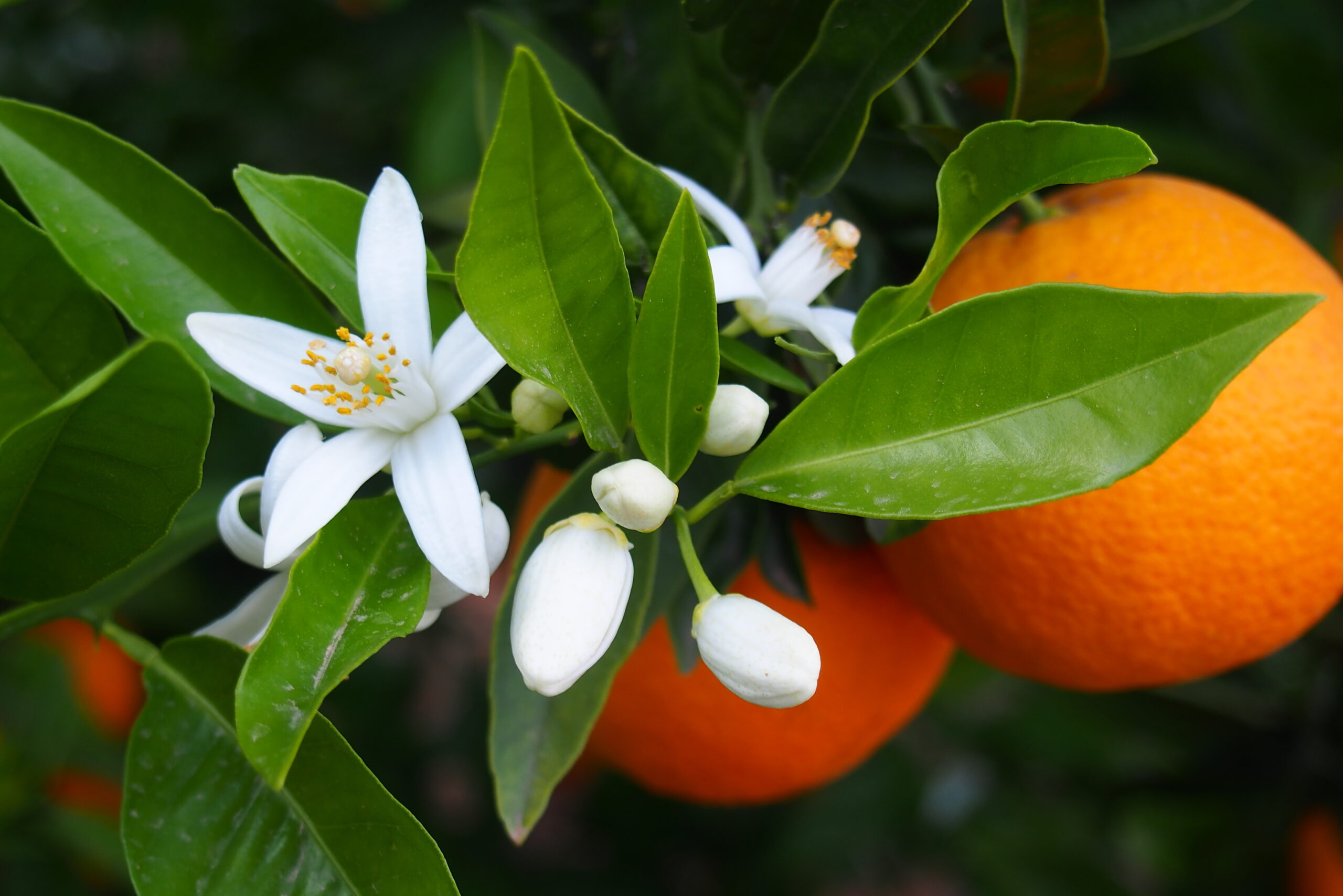 proprietà dei Fiori d’Arancio