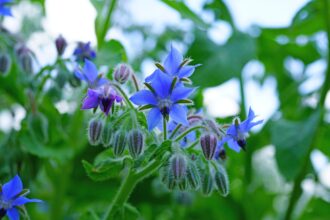 Borragine: proprietà, benefici, usi in cucina e non solo