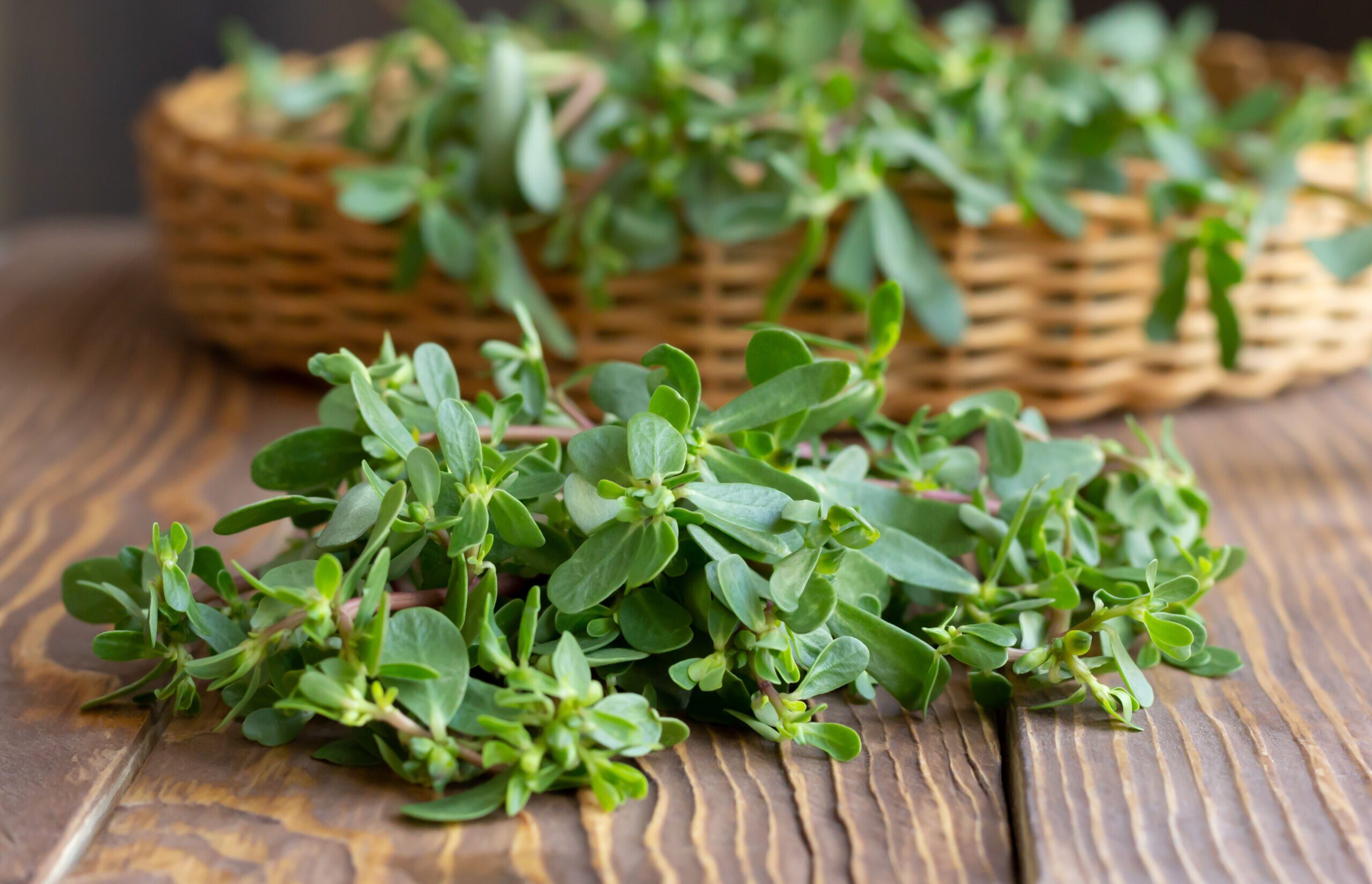 purslane-or-common-purslane-on-wooden-table-closeup-2