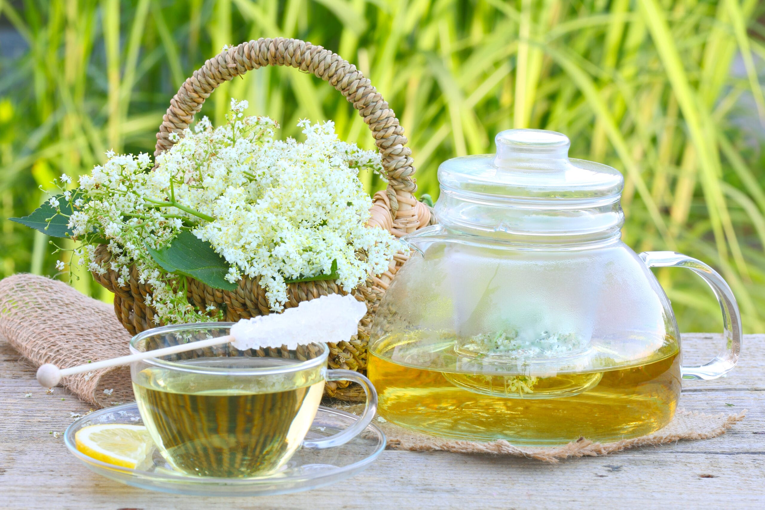 Tre tisane al sambuco: benefici e come le preparo a casa, Raccoglilo ora