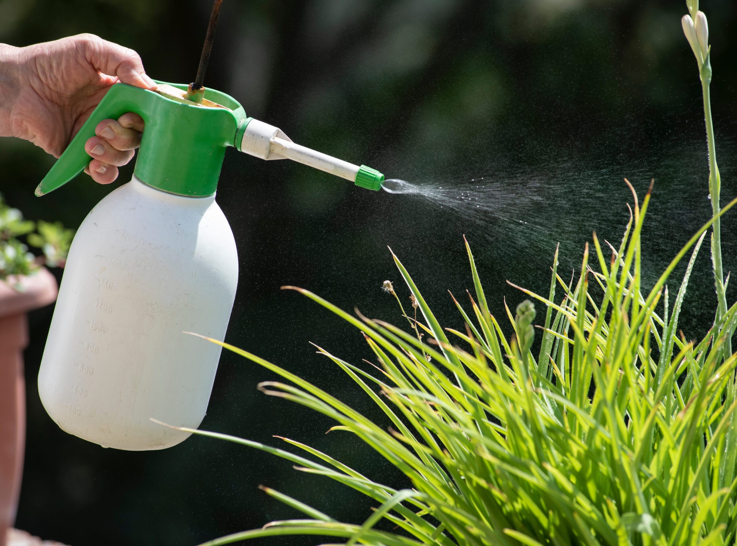 insetticidi casalinghi