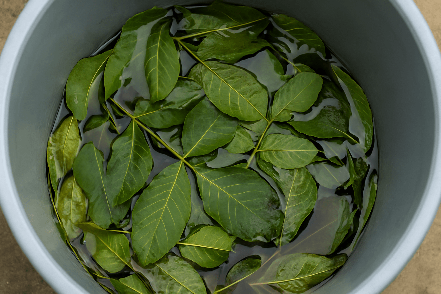 Macerato di foglie di noce: ecco mio nonno come lo usava nell'orto e su quali piante