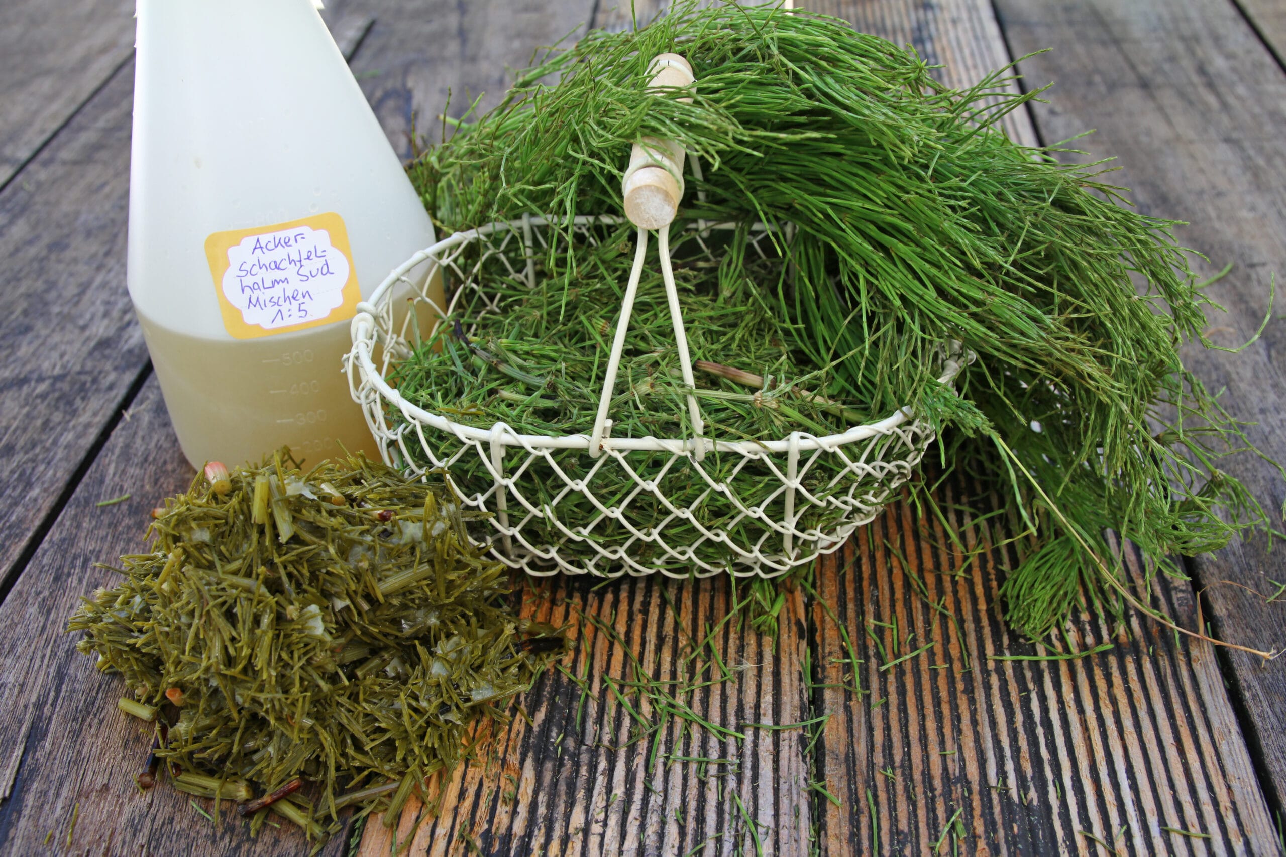 Macerato di Equiseto: l’antifungino naturale che protegge le tue piante