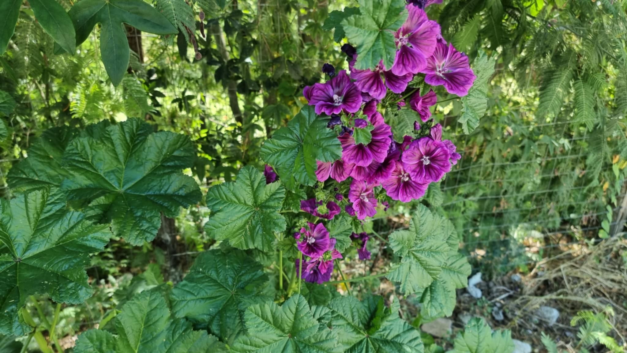 Decotto di fiori di malva freschi
