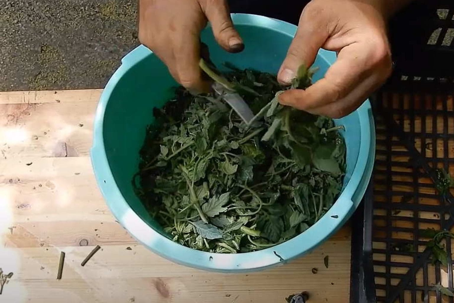 Macerato di foglie di pomodoro