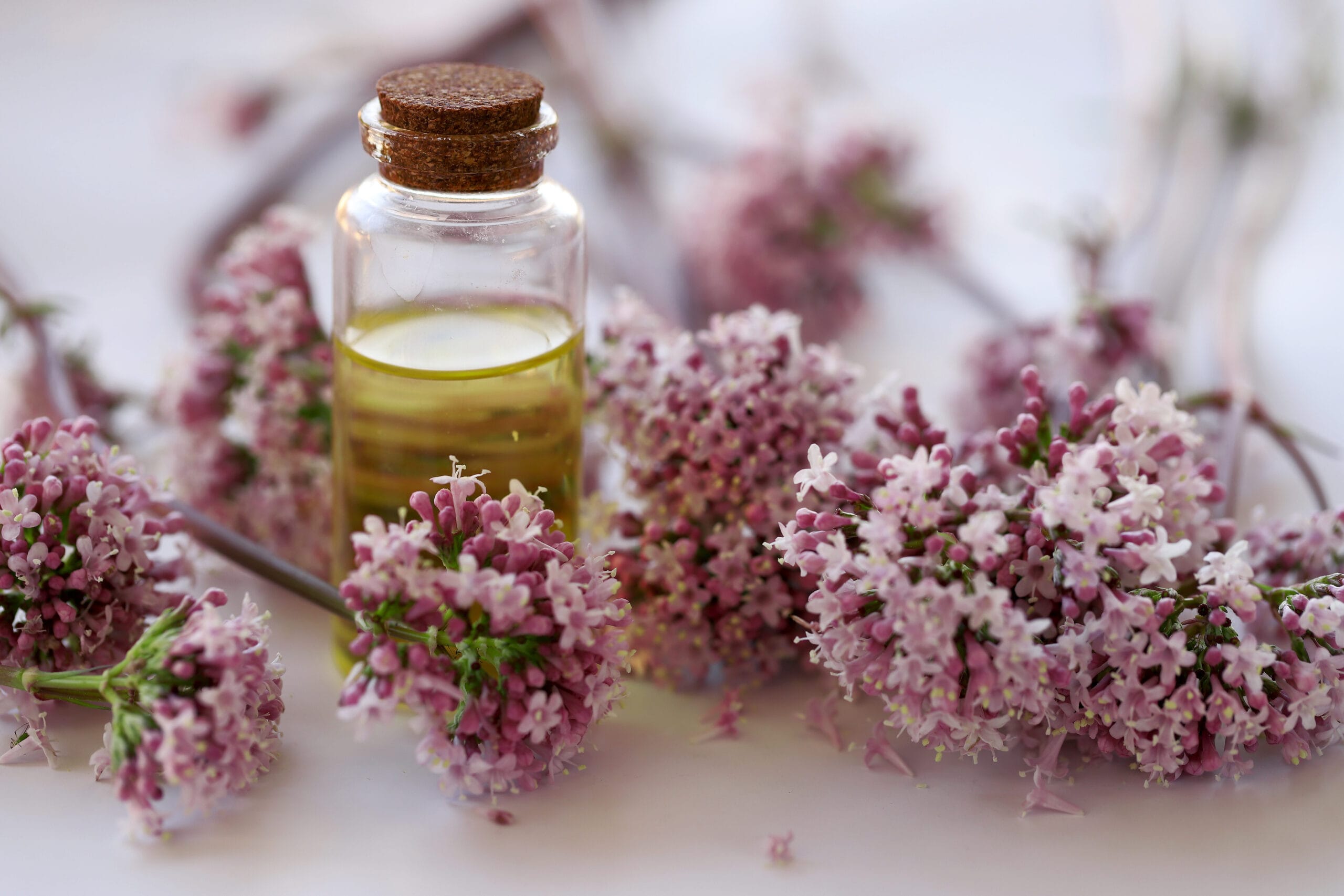 Valeriana: Il Calmante Naturale (perché funziona e quando evitarlo)